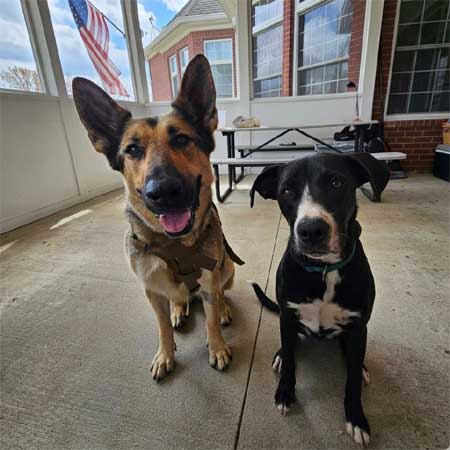 The Healing Power of Dogs at GRIT